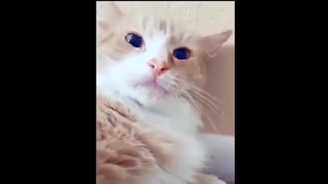 Cat And Kittens Video | Cat Video Cute Compilation | Funny Cat Video Compilation Video Part 19