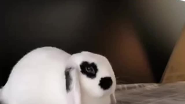 Bunny Bread Bank