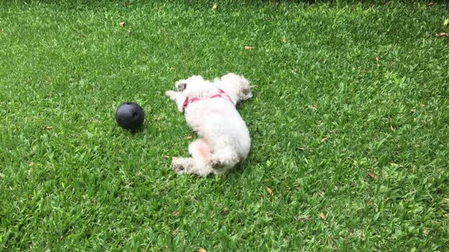 Funny dog!