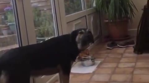 Funny Dogs Best Funnt