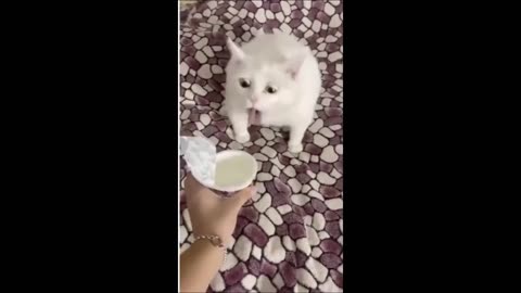 Funny animals - Funny cats / dogs - Funny animal videos 2024 - Part 1/ funney Dog
