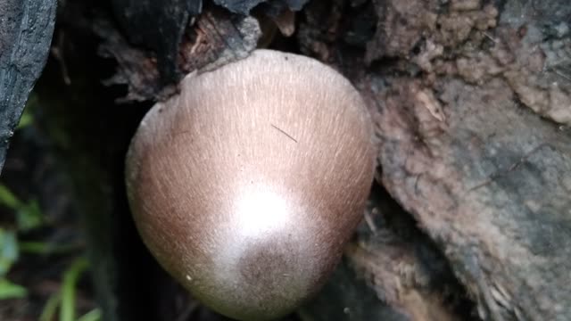 Beautiful mushroom