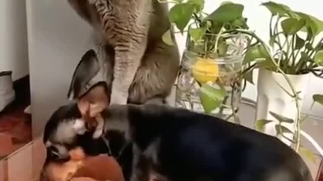 cat slapped dog fun incident