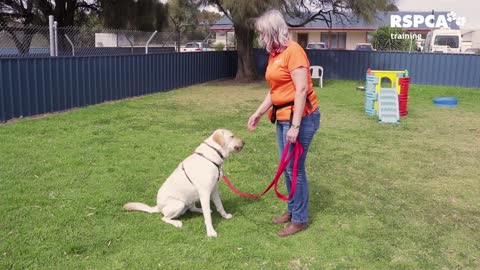 EFFECTIVE WAY OF DOG TRAINING SERIES – Lesson 1: how to teach your dog to sit and drop