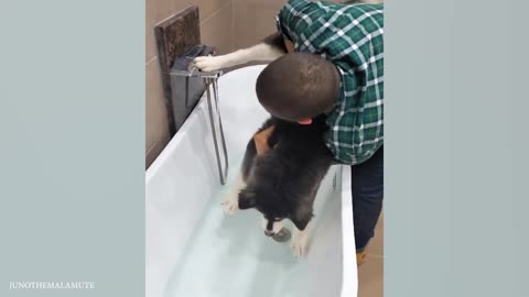 Funny dogs refuse to take bath 🚿