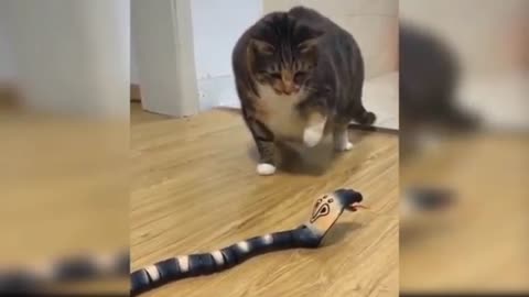 Cat funny video with snake