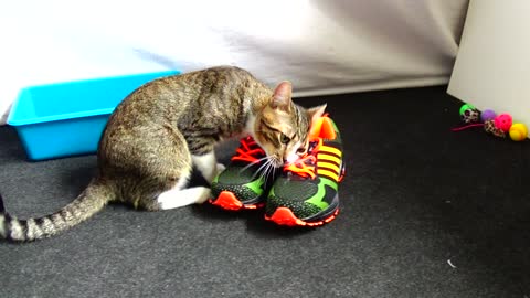 Curious Kitten Discovers a Brand New Pair of Shoes