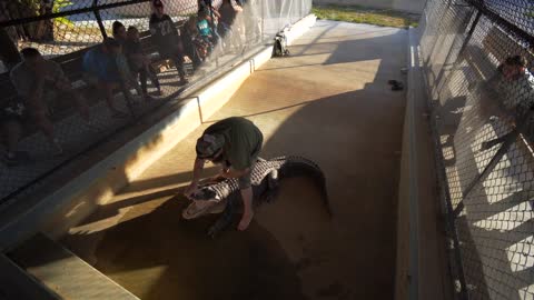 Man Wrangling Alligator for Audience