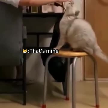 Funniest cats🐱In The World😂 Funny and Fails Pets Video #shorts #54 #cats #funny #animals