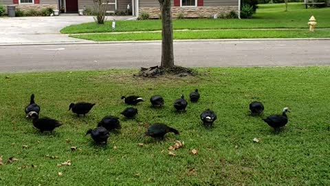 Nick Rivera aka Nickzter - Ducks hanging out at My front yard
