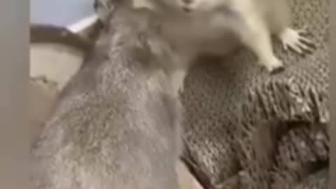 Funny video