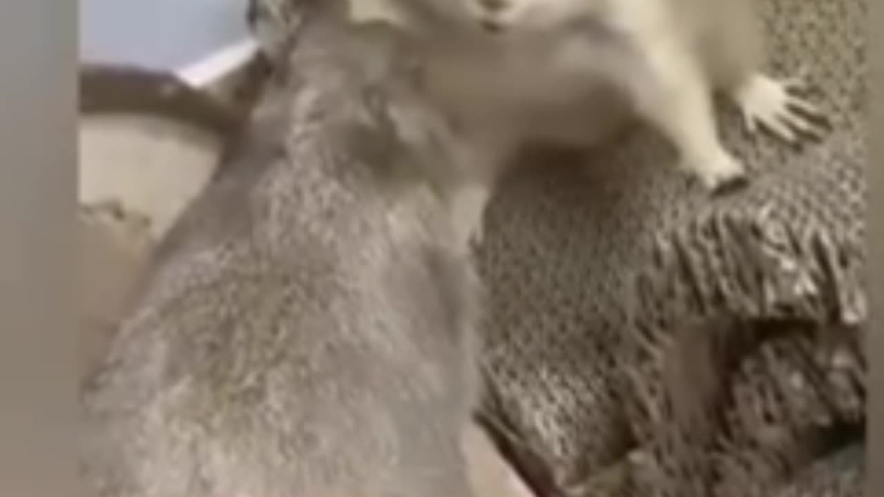 Funny video