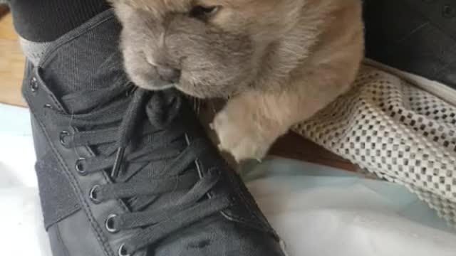 Chow Chow puppy undoing shoelaces