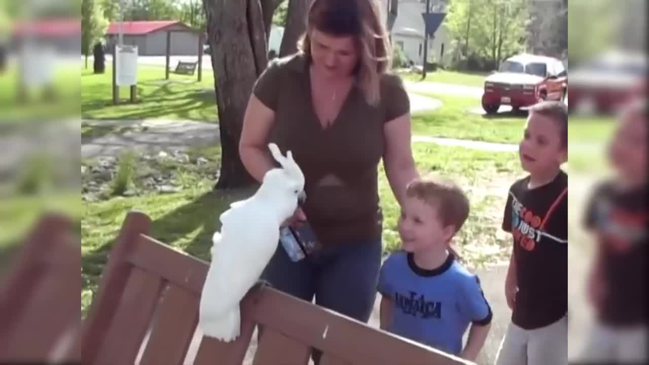 Cute Bird fallen Love with Baby