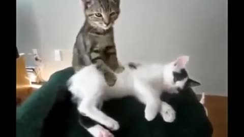 Funny cats situations and jokes