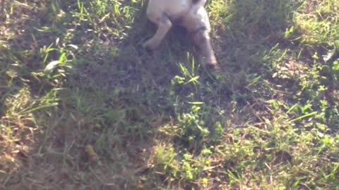 Happy Dog Under the sun.