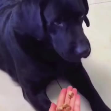 Funny Dogs At Home | Funniest dog videos | Funny Animal Video 2024