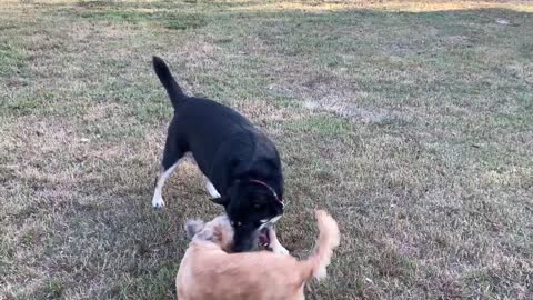 Layla and Friends at the Bill Archer Dog Park!