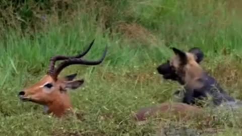 Impalas Clever Escape From Wild Dog