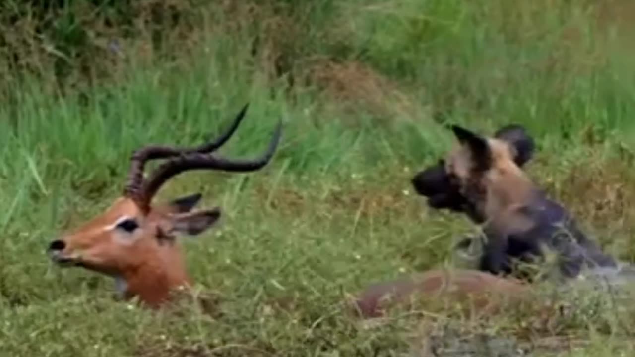 Impalas Clever Escape From Wild Dog