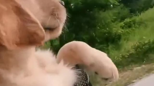 Funny and Cute compilation | Cute compilation. #shorts