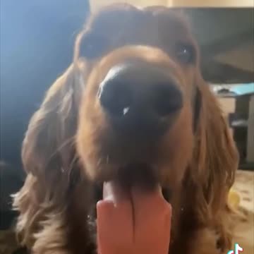 Pranking the pets with fating sounds funny tiktok video