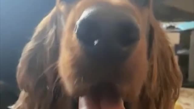 Pranking the pets with fating sounds funny tiktok video