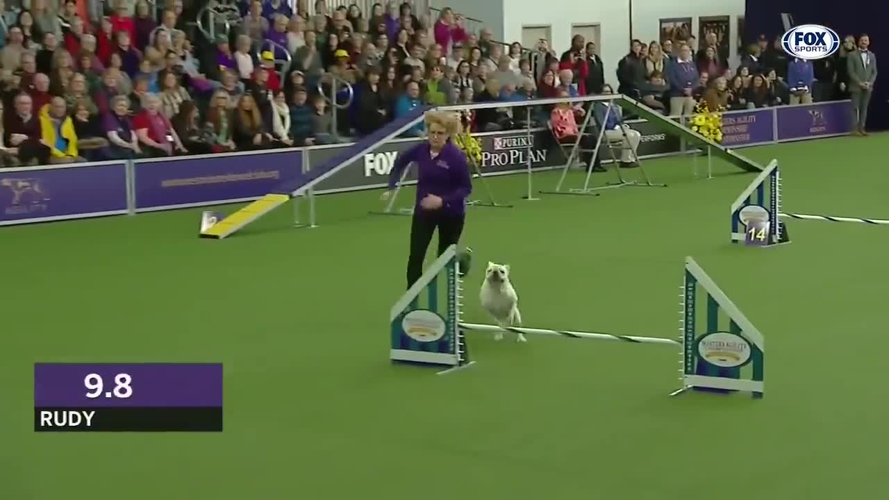 Watch 5 of the best WKC Dog Show moments to celebrate National Puppy Day | FOX SPORTS