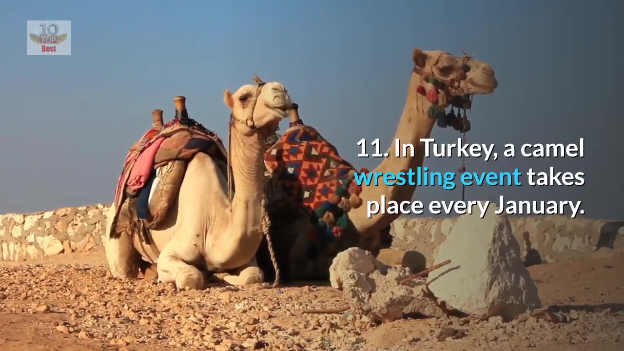 Top Amazing facts about Camels