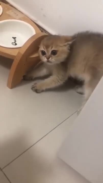 Funny Cats and Cute Kittens Playing Compilation for laugh !