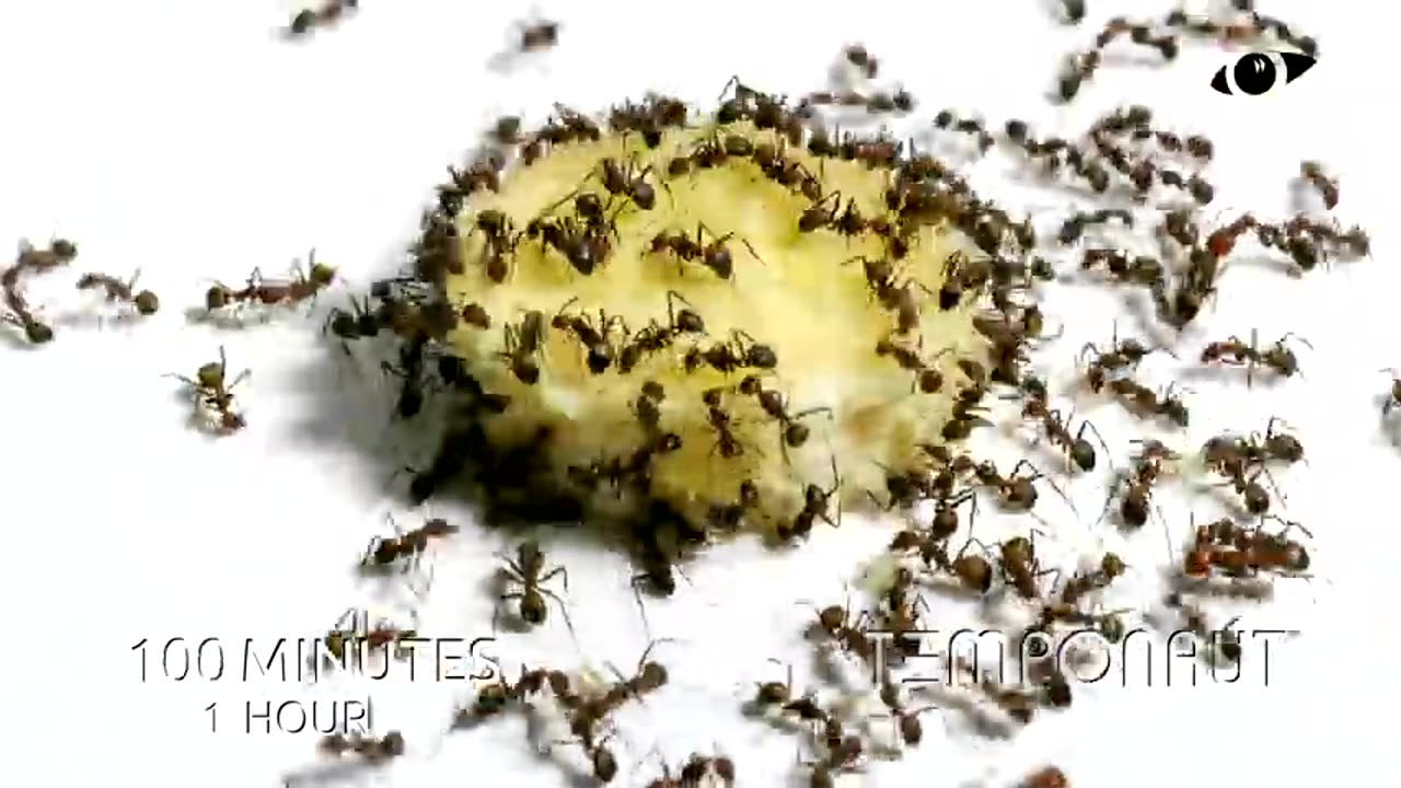 Ants vs Banana Timelapse