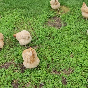 OMC! Peaceful relaxing pecking and scratching! #chickens #pecking #scratching #peaceful #shorts