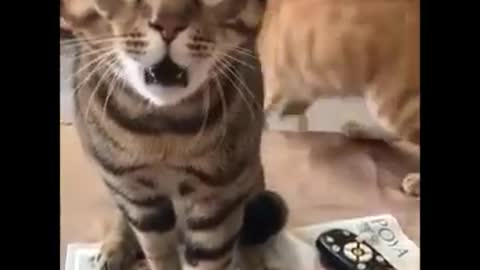 Funniest Dogs and Cats - Awesome Funny Pet Animals Videos #1