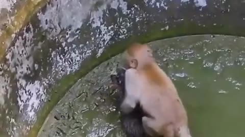 Unlikely Hero: Monkey Saves Kitten! 🐒🐱👏💖🕳️🚿