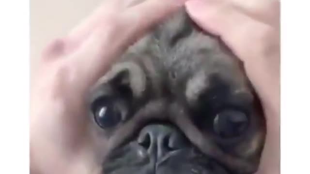 This Video Will Cheer You up #funny Videos