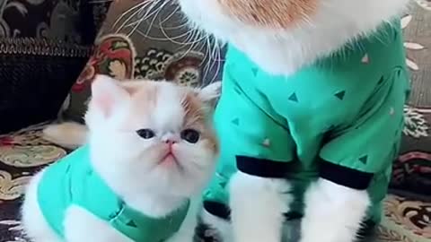 Lovely Cat,cat, , funny cats 😹