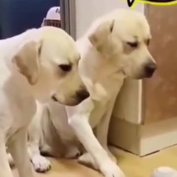 Funny Dog vs monkey 2021 TRY not to laugh