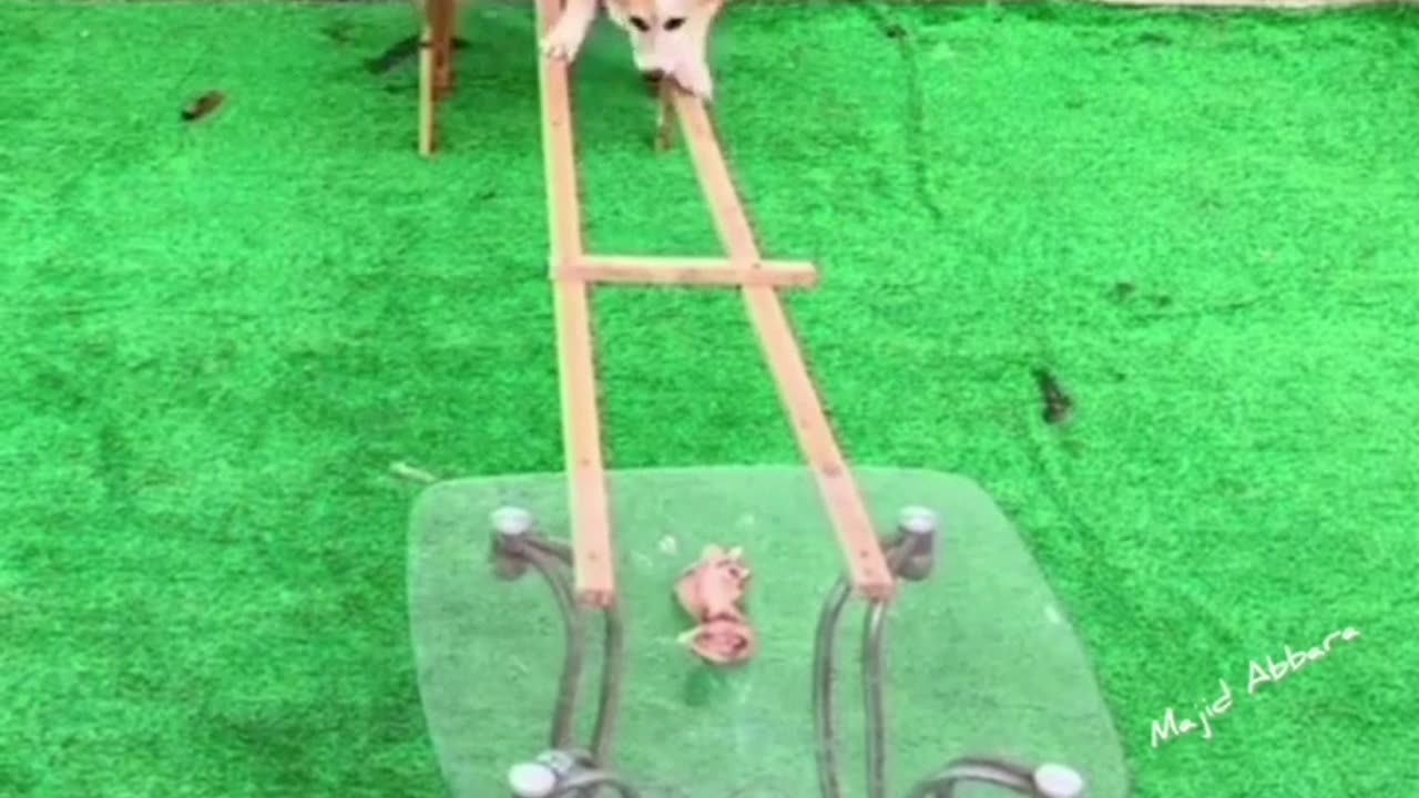 Never Stop Trying #shorts #viral #shortsvideo #video