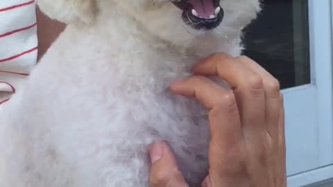 White dog gets stomach scratched by owner outside