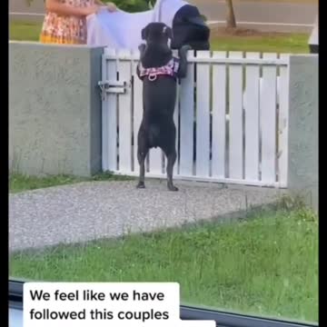 This Is Beautiful | Adorable Pets | Pets At Home