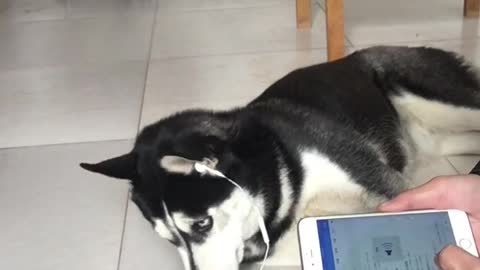 Husky's daily teasing