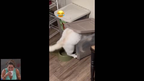 Reaction | Guilty cat thief gets caught in the food bin