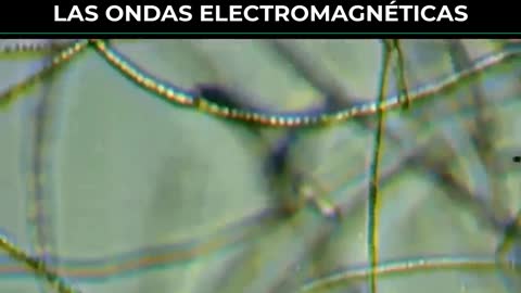 El grafeno va creciendo con el calor y las ondas electromagnéticas en el cuerpo de los vacunados