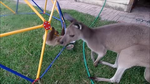 Cutest baby sloth compilation