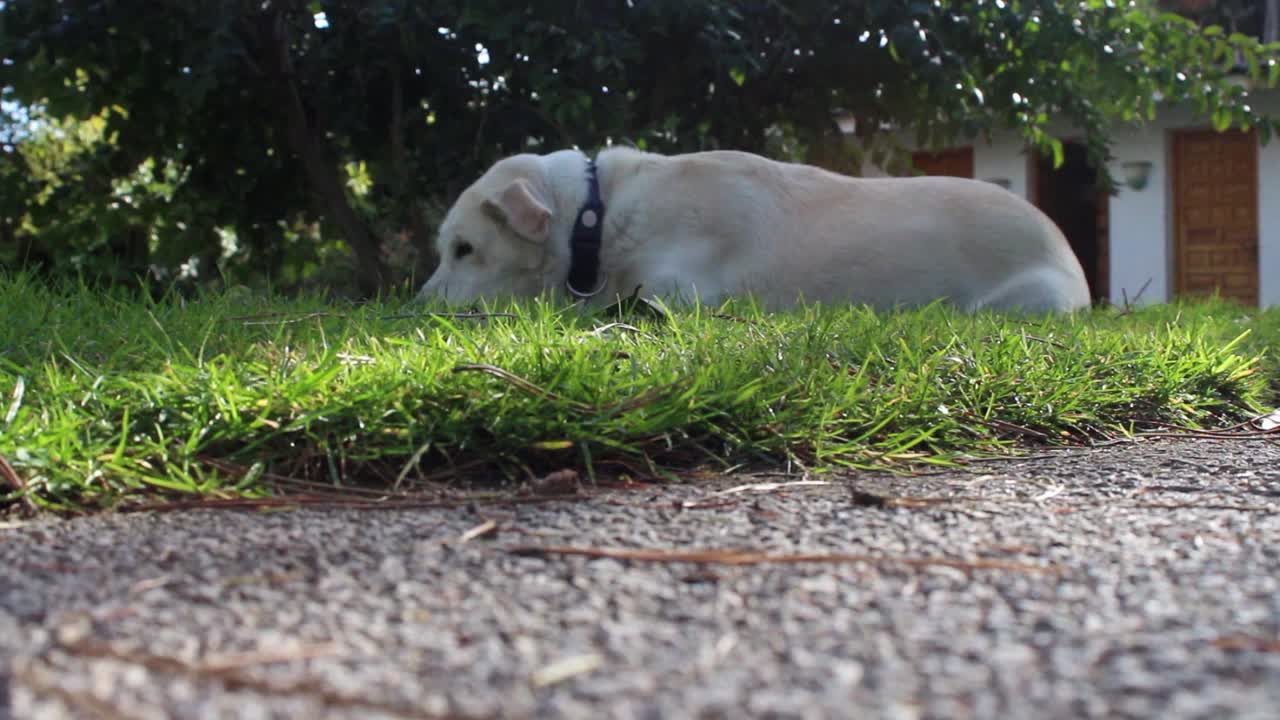 This Adorable Puppy Loves Relaxed In The Back Yard And Playing On Grass