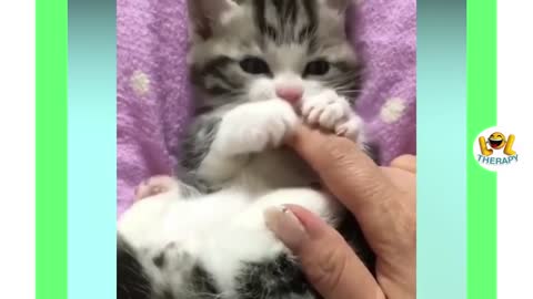 Cute Kitten Baby Video