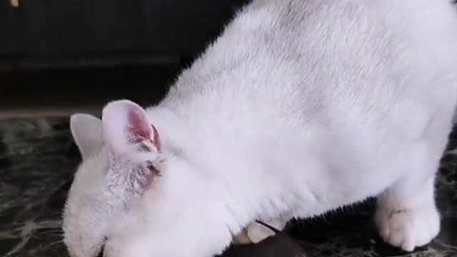 Some kittens pretend to be adults to fall in love with us