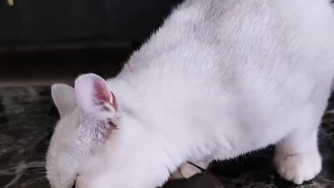 Some kittens pretend to be adults to fall in love with us
