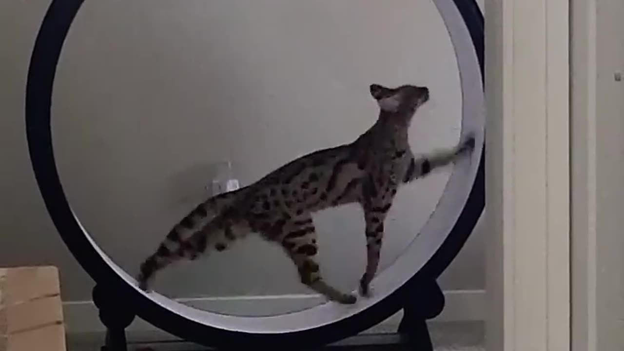 F1 savannah cat nyx charging up the homestead - #One_Fast_Cat exercise wheel