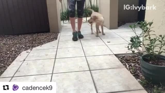 Brown dog doing tricks with woman on white tile